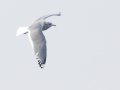 Mew Gull