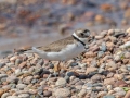 Semipalmated Plover - Whitefish Point, Chippewa County, MI, June 7, 2021