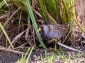 Sora - Houghton Lake WRA - Nellsville Rd, Boardwalk, Roscommon County, MI, June 5, 2021