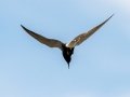 Black Tern - Houghton Lake Flats Flooding, Roscommon County, MI, June 5, 2021