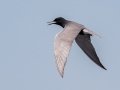 Black Tern - Houghton Lake Flats Flooding, Roscommon County, MI, June 5, 2021
