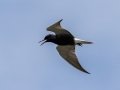Black Tern - Houghton Lake Flats Flooding, Roscommon County, MI, June 5, 2021