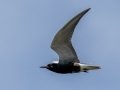Black Tern - Houghton Lake Flats Flooding, Roscommon County, MI, June 5, 2021