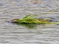 Muskrat - Houghton Lake Flats Flooding, Roscommon County, MI, June 5, 2021