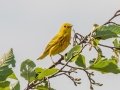 Yellow Warbler - Houghton Lake Flats Flooding, Roscommon County, MI, June 5, 2021