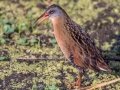 Virginia Rail - Houghton Lake WRA - Nellsville Rd, Boardwalk, Roscommon County, MI, June 5, 2021