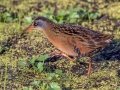 Virginia Rail - Houghton Lake WRA - Nellsville Rd, Boardwalk, Roscommon County, MI, June 5, 2021