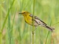 Pine Warbler - Houghton Lake Flats Flooding, Roscommon County, MI, June 5, 2021