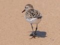 Semipalmated Sandpiper - Whitefish Point, Chippewa County, MI, June 9, 2021