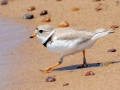 Piping Plover - Whitefish Point - Chippewa County, MI, June 9, 2021