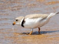 Piping Plover - Whitefish Point - Chippewa County, MI, June 9, 2021