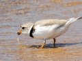 Piping Plover - Whitefish Point - Chippewa County, MI, June 9, 2021