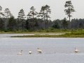 Trumpeter Swans - Seney NWR - Schoolcraft County, MI, June 10, 2021