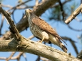 Broad-winged Hawk - Seney NWR - Pine Ridge Nature Trail,  Schoolcraft County, MI, June 10, 2021