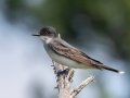 Eastern Kingbird - Dingman Marsh, Cheboygan County, MI, June 6, 2021