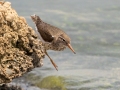 Spotted Sandpiper - Muskegon Wastewater System, Muskegon County, MI, June 2, 2021