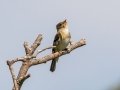 Alder Flycatcher - Dingman Marsh, Cheboygan County, MI, June 6, 2021