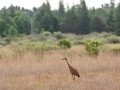 Sandhill Crane foraging in Sharp-tailed Grouse habitat - Seney NWR - Driggs River Rd,  Schoolcraft County, MI, June 10, 2021