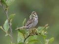 Savannah Sparrow - Seney NWR - Driggs River Rd,  Schoolcraft County, MI, June 10, 2021