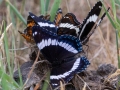 Butterflies - Seney NWR - Driggs River Rd,  Schoolcraft County, MI, June 10, 2021