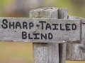 Sharp-tailed Grouse Blind - Seney NWR - Driggs River Rd,  Schoolcraft County, MI, June 10, 2021