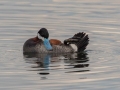 Ruddy Duck - Muskegon Wastewater System, Muskegon County, MI, June 2, 2021