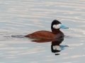 Ruddy Duck - Muskegon Wastewater System, Muskegon County, MI, June 2, 2021