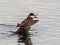 Ruddy Duck - Muskegon Wastewater System, Muskegon County, MI, June 2, 2021