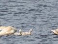 Trumpeter Swans with goslings - Seney NWR - Schoolcraft County, MI, June 10, 2021