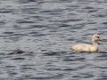 Trumpeter Swans with goslings - Seney NWR - Schoolcraft County, MI, June 10, 2021