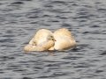 Trumpeter Swan with goslings climbing on back - Seney NWR - Schoolcraft County, MI, June 10, 2021