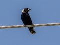 Bobolink - Dryburg and Teets Rd Grasslands, Chippewa County, MI, June 6, 2021