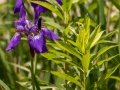 Iris's - Seney NWR , Schoolcraft County, June 10, 2021