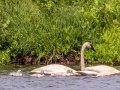 Trumpeter Swans with goslings - Seney NWR - Schoolcraft County, MI, June 10, 2021
