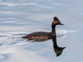 Eared Grebe - Muskegon Wastewater System, Muskegon County, MI, June 2, 2021