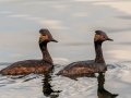 Eared Grebes - Muskegon Wastewater System, Muskegon County, MI, June 2, 2021