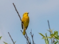 Yellow Warbler - Muskegon SGA - Lane's Landing, Muskegon County, MI, June 2, 2021