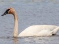 Trumpeter Swan - Seney NWR - Schoolcraft County, MI, June 10, 2021