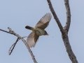 Alder Flycatcher - Muskegon SGA - Lane's Landing, Muskegon County, MI, June 2, 2021