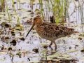 Wilson's Snipe - Seney NWR - Schoolcraft County, MI, June 10, 2021