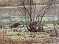 Sandhill Cranes in Marsh Environment - Muskegon SGA - Lane's Landing, Muskegon County, MI, June 2, 2021