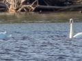 Mute Swans - Tahquamenon River Mouth, Chippewa County, MI, June 7, 2021