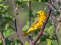 Yellow Warbler- Tahquamenon River Mouth, Chippewa County, MI, June 7, 2021