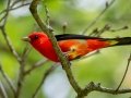 Scarlet Tanager - Muskegon SGA - Lane's Landing, Muskegon County, MI, June 2, 2021