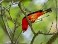 Scarlet Tanager - Muskegon SGA - Lane's Landing, Muskegon County, MI, June 2, 2021