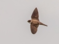 Bank Swallow - Muskegon Wastewater System, Muskegon County, MI, June 11, 2021
