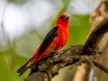 Scarlet Tanager - Muskegon SGA - Lane's Landing, Muskegon County, MI, June 2, 2021