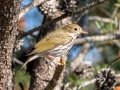Ovenbird  - Goose Creek Rd., Crawford County, MI, June 3, 2021
