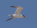 Caspian Tern - Whitefish Point, Chippewa County, MI, June 7, 2021