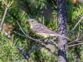 Kirkland's Warbler  - Goose Creek Rd., Crawford County, MI, June 3, 2021